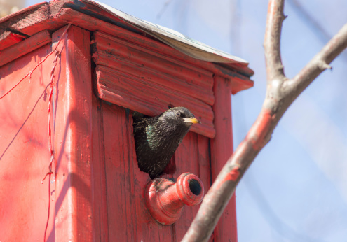 portrait of starling looking out from red birdhouse
