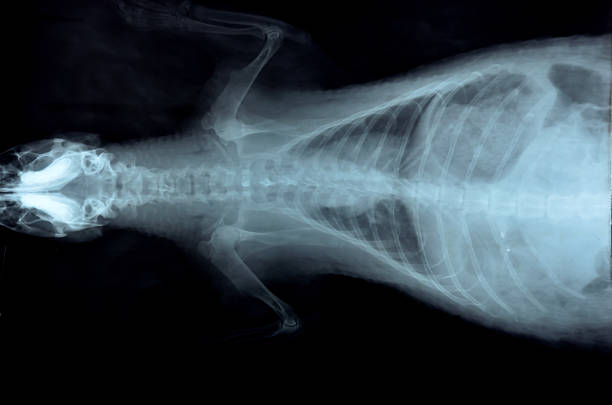 istock x ray picture of wild animal 492335525