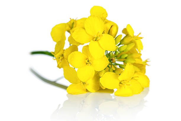 fleur de colza - mustard flower photos et images de collection