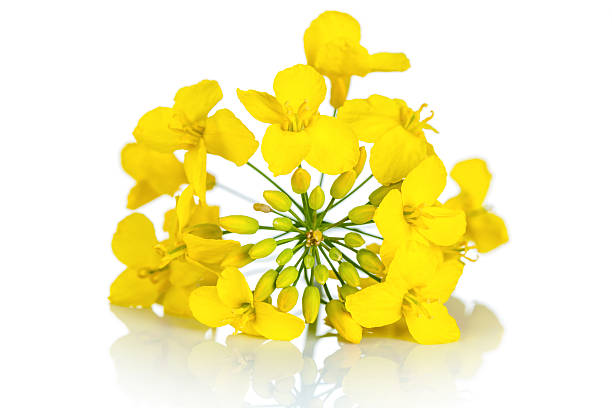 Rapeseed Flower Rapeseed flower on white background. Brassica napus blossom canola growth stock pictures, royalty-free photos & images