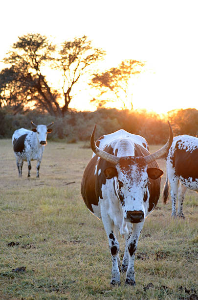 istock African Nguni cattle at sunrise 492335925