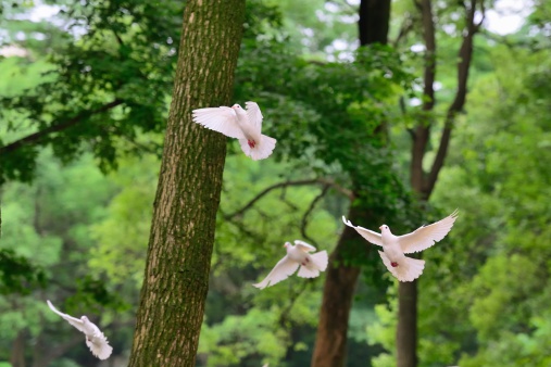 A group of white pigeons spread their wings in the woods.