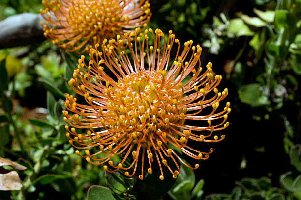 istock Flowers of Madeira 492336433