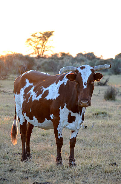 istock African Nguni cow at sunrise 492337851