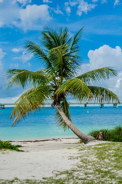 istock Single Palm Tree in Front of the Caribbean Sea 492337861