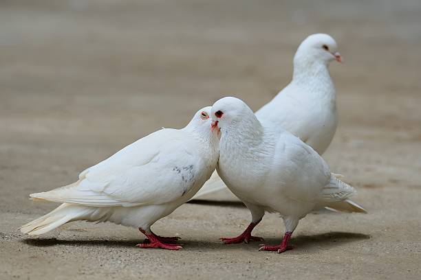 istock kissing pigeons  03 492337967