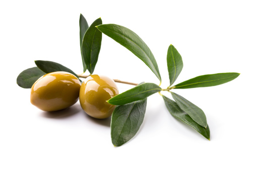 green olives on branch with leaves; isolated on white 