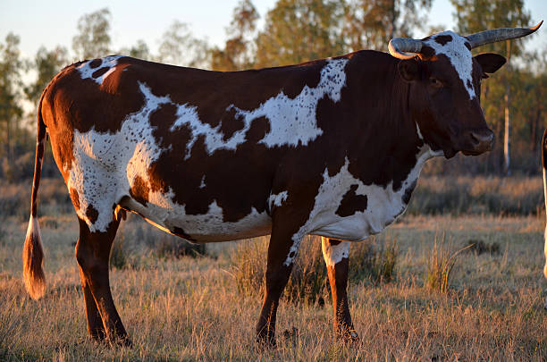 istock Nguni cow at sunrise 492338605