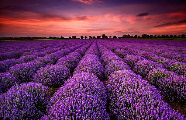 campo de lavanda ao pôr-do-sol - lavender field - fotografias e filmes do acervo