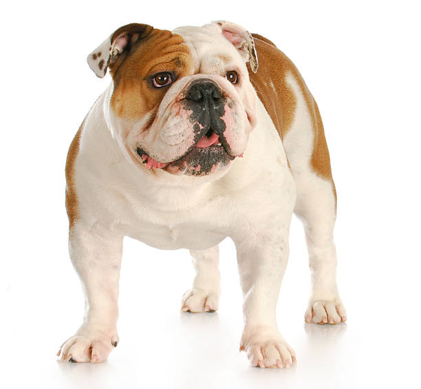 istock english bulldog standing 492338879