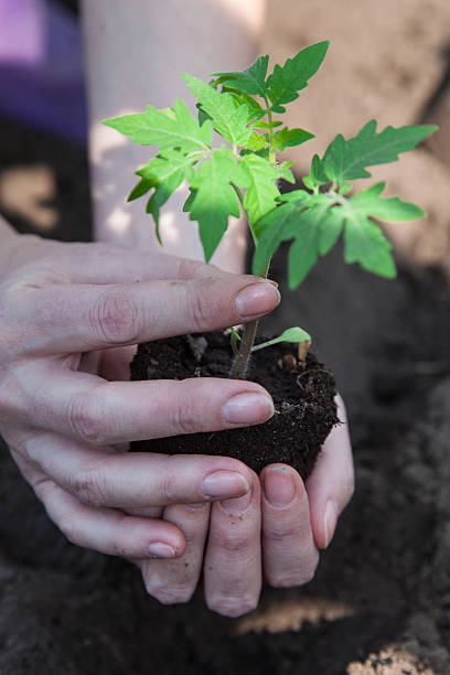 istock Planting tomatoes in the soil 492340421