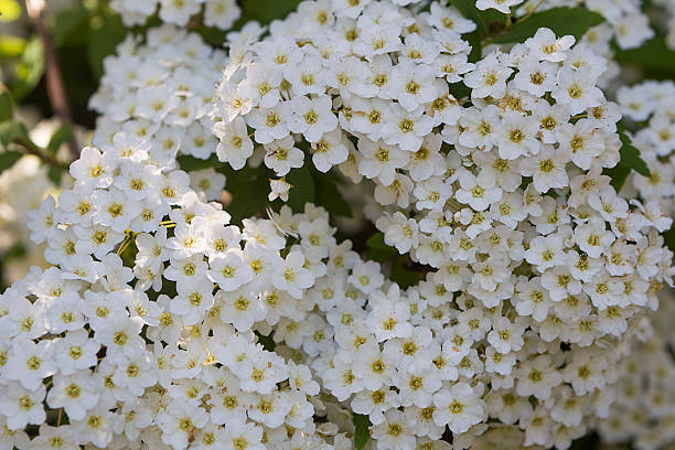 istock White Alyssum (Lobularia maritima). Shallow depth of field, sele 492356448