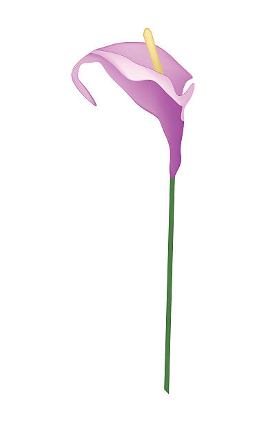 illustrazioni stock, clip art, cartoni animati e icone di tendenza di viola anthurium fiore o flamingo flower su bianco - spadice