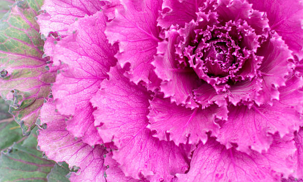 istock Pink Ornamental Cabbage Plant 492356528