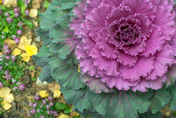istock Pink Ornamental Cabbage Plant 492356544