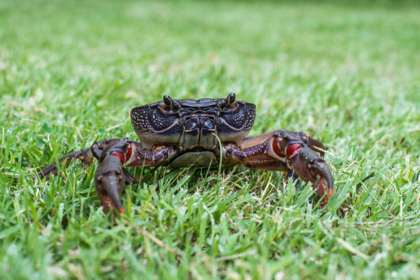 istock Crab. Field crab on grass field 492357308