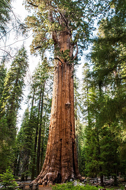 istock Giant sequoia tree Sequoiadendron giganteum in Sequoia National 492358210