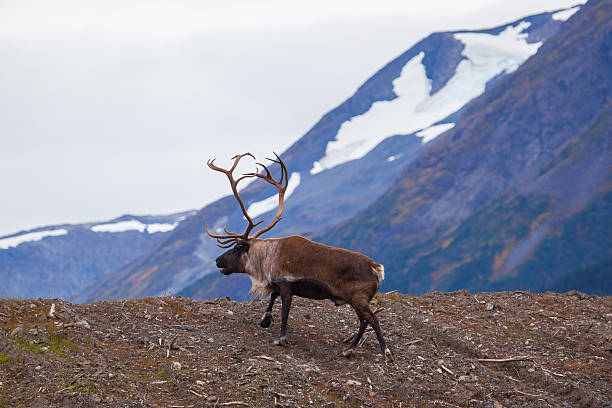 istock Caribou in Alaska 492358642