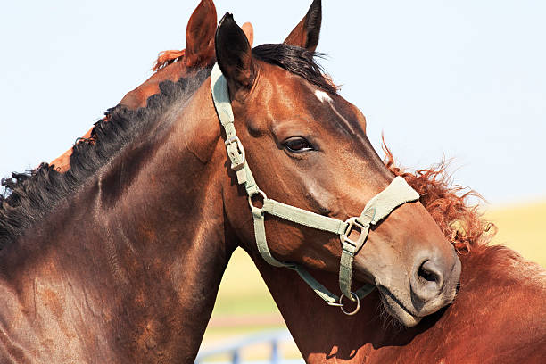 istock Hanoverian mare breed. Beautiful portrait 492360038