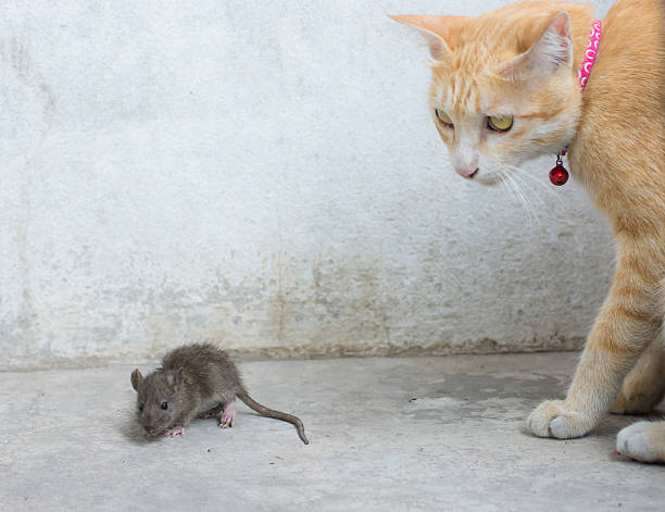 istock orange cat and hunting rat 492360857