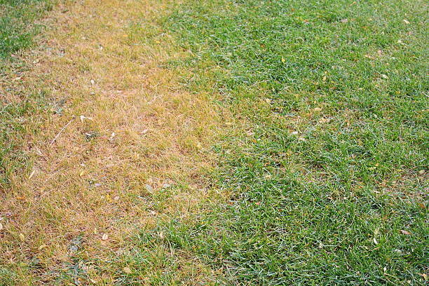 古いの芝生 - lawn mottled grass dead plant ストックフォトと画像