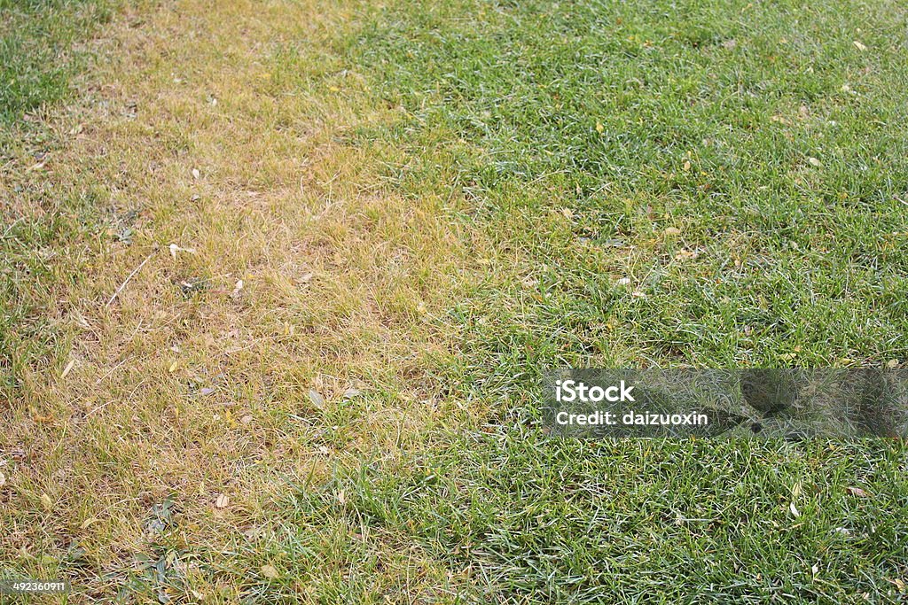 Dead Grass A spot of dead grass. Grass Stock Photo