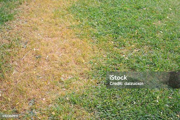 Martwe Grass - zdjęcia stockowe i więcej obrazów Trawa - Trawa, Trawnik, Żółty