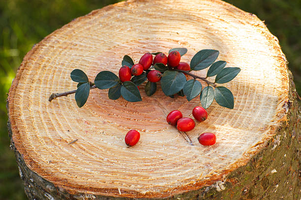 istock Cotoneaster with leaves on wooden stump in garden 492360938