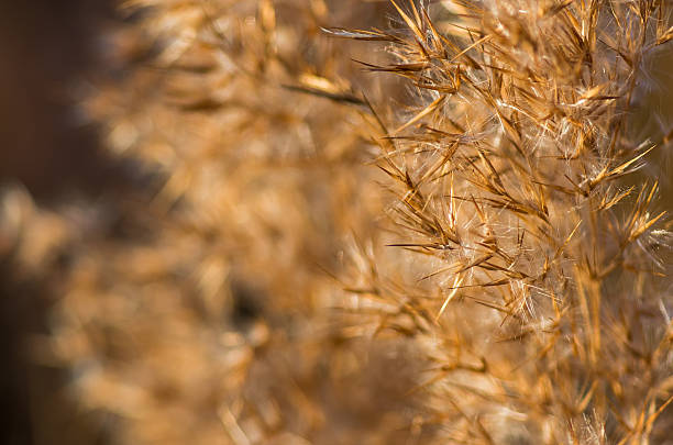 istock The reeds early in the morning 492361616