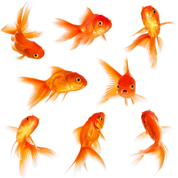 Goldfish Gold fish isolated on a white background. goldfish stock pictures, royalty-free photos & images