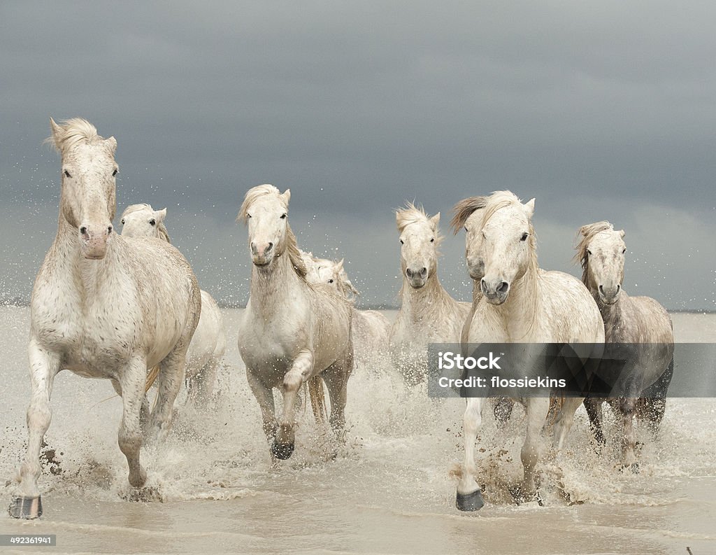 White Horses of The Camargue White Horses of The Camargue gallpoing towards the photographers. Activity Stock Photo