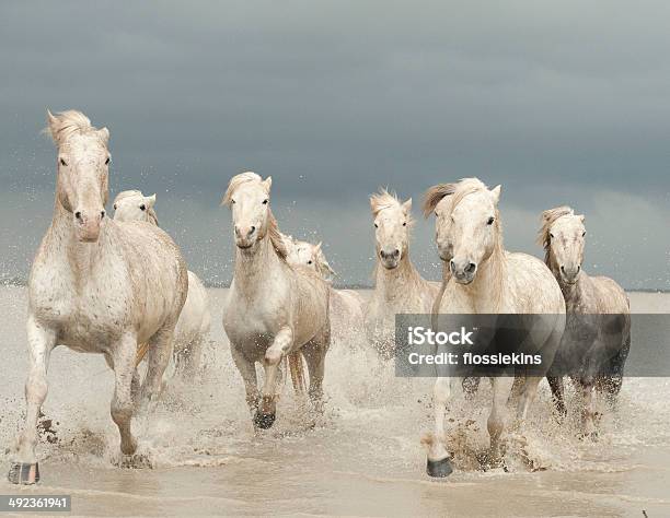 White Horses Of The Camargue Stock Photo - Download Image Now - Activity, Horizontal, Horse