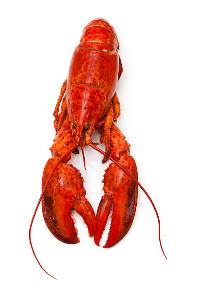 istock Cooked Canadian red lobster isolated on a white background. 492363427