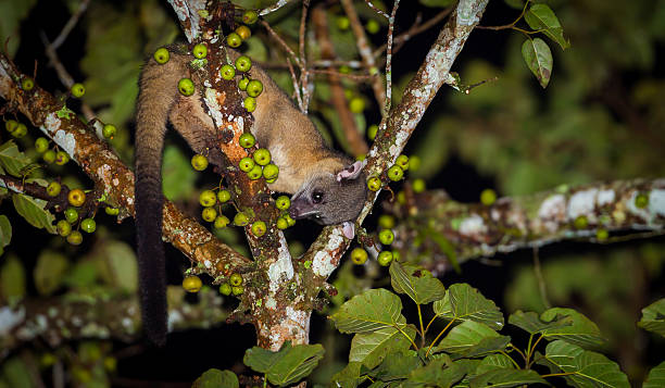 istock Nocturnal animals Small-toothed palm civet 492363492