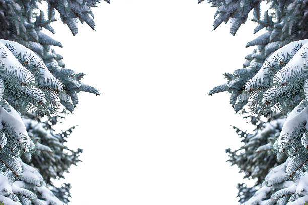 istock Spruce branch covered with snow isolated over white 492363554