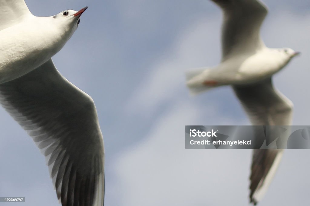 Dos pájaros - Foto de stock de Aire libre libre de derechos