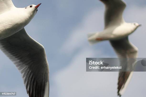 Dos Pájaros Foto de stock y más banco de imágenes de Aire libre - Aire libre, Ala de animal, Animal