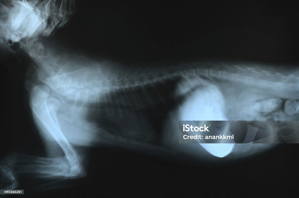 x ray picture of wild animal x ray picture of wild animal skeleton Animal Stock Photo