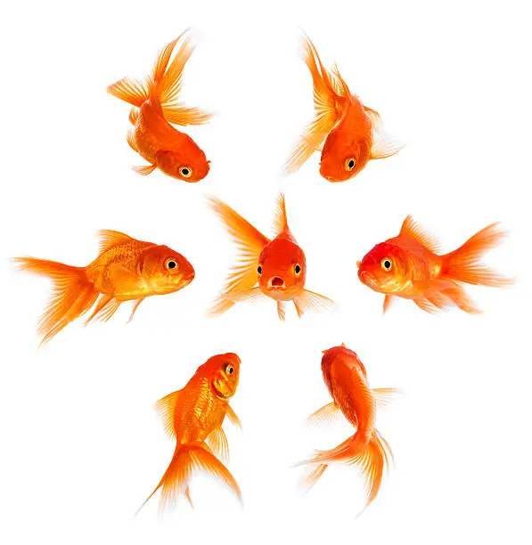Photo of Concept with goldfish