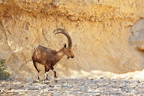 istock Wild goat with huge horns 492366979