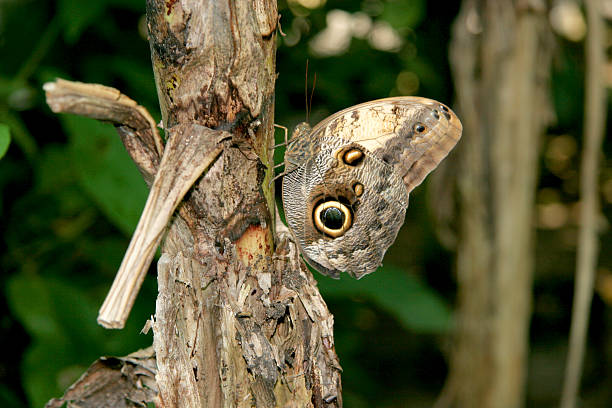 istock Polyphemus moth - Brown moth with spots on its wings 492366989