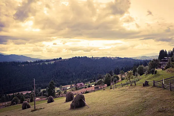 Photo of sheaves of hay in the Carpathians