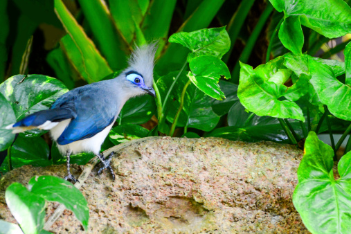 Beautiful Crested Coua Bird From Madagascar Outside In Nature