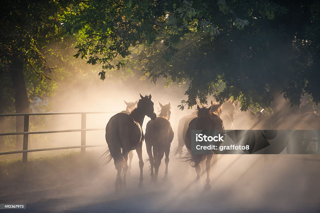 herd of horses herd of horses back to the ranch pastures, summer season Agricultural Field Stock Photo