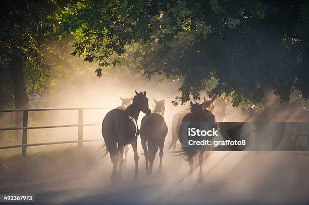 Herd Of Horses Stock Photo - Download Image Now - Agricultural Field, Agriculture, Animal