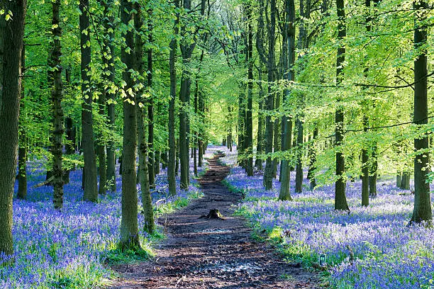 Path through a forest of bluebells in Hertfordshire ,England