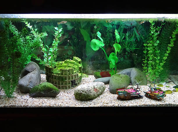 Sewellia lineolata fish in an plant aquarium