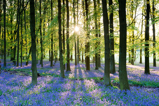 Bluebell flowers carpet hardwood beech forest in early spring , Guilford, England.