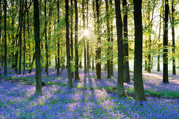 Bluebell wood Light breaking through the tress in a bluebell wood in England bluebell photos stock pictures, royalty-free photos & images