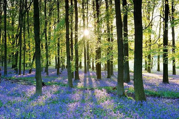 Light breaking through the tress in a bluebell wood in England